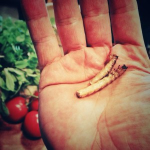 Jauhomadon toukkia suoraan pannulta.