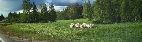 Poroja tienlaidassa Kolarissa.